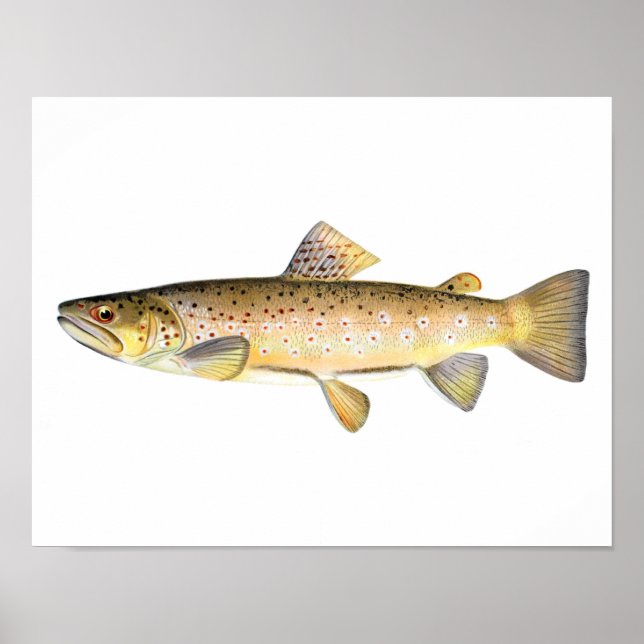 Fishing poster - Brown Trout Fish (Front)