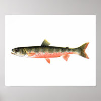 Fishing poster - Canadian Red Trout Female Fish