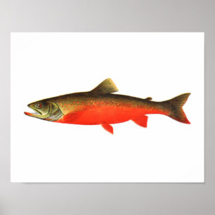 Fishing poster - Canadian Red Trout Male Fish