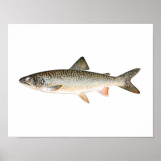 Fishing poster - Lake Trout Fish