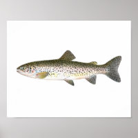 Fishing poster - Salmon Trout Fish