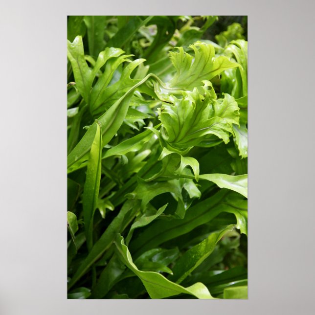 Fishtail Fern Poster (Front)