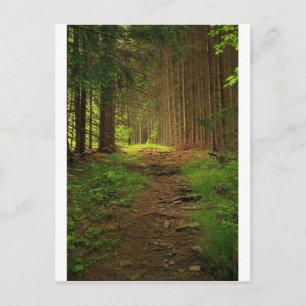 Fit Tree Path Postcard