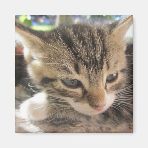 Fitsy the Pretty One Magnet