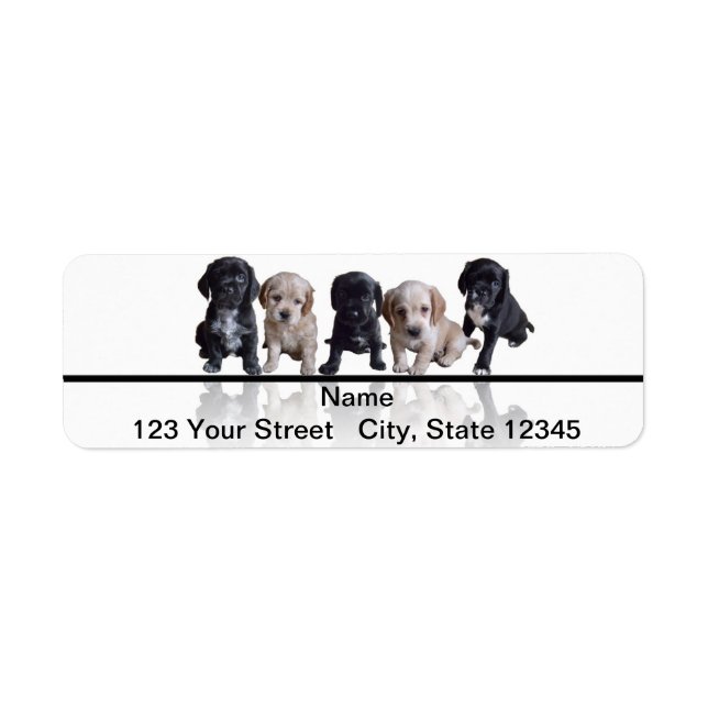Five Black and Tan Cocker Spaniel Puppies (Front)