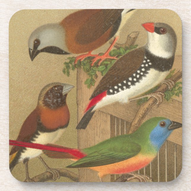 Five Colourful Pet Birds Perched on a Branch Coaster (Front)