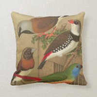 Five Colourful Pet Birds Perched on a Branch