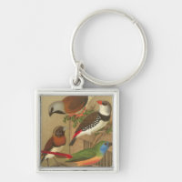 Five Colourful Pet Birds Perched on a Branch