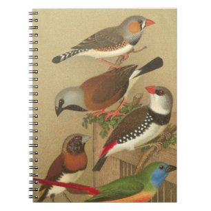 Five Colourful Pet Birds Perched on a Branch Spiral Notebook