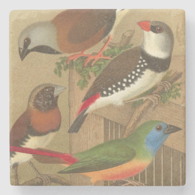 Five Colourful Pet Birds Perched on a Branch Stone Coaster (Front)