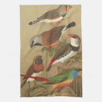 Five Colourful Pet Birds Perched on a Branch