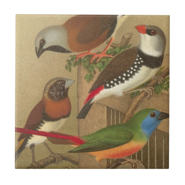 Five Colourful Pet Birds Perched on a Branch Tile (Front)
