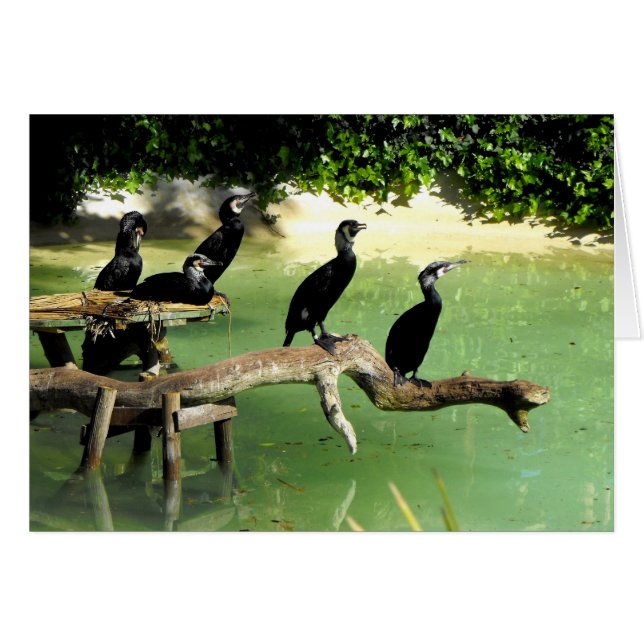 Five cormorants in springtime (Front Horizontal)