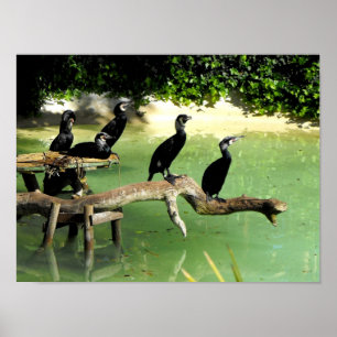 Five cormorants in springtime poster
