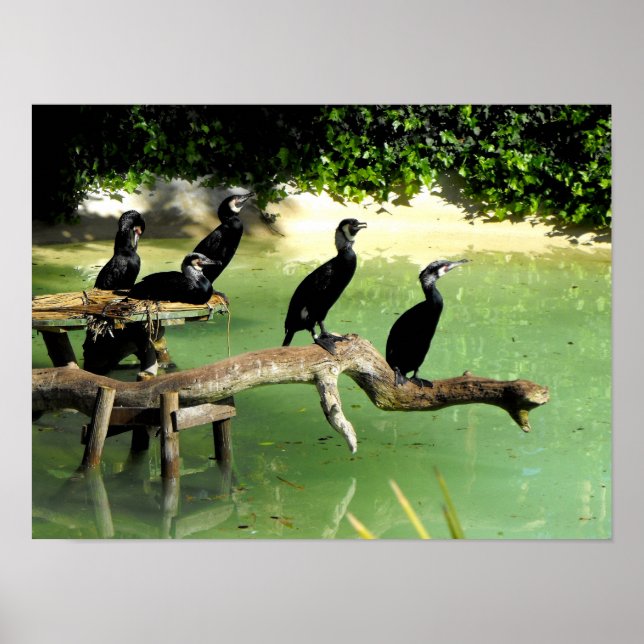 Five cormorants in springtime poster (Front)