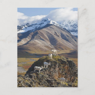 Five Dall sheep rams perch on a cliff Postcard