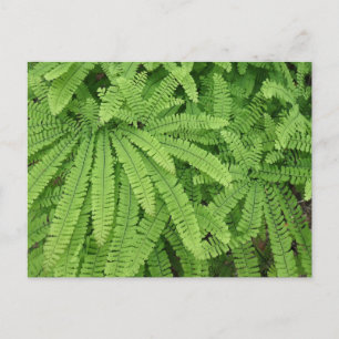 Five Finger Maidenhair Fern Postcard