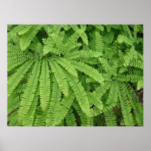 Five Finger Maidenhair Fern Poster