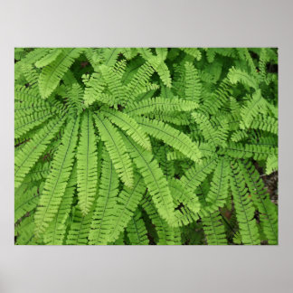 Five Finger Maidenhair Fern Poster