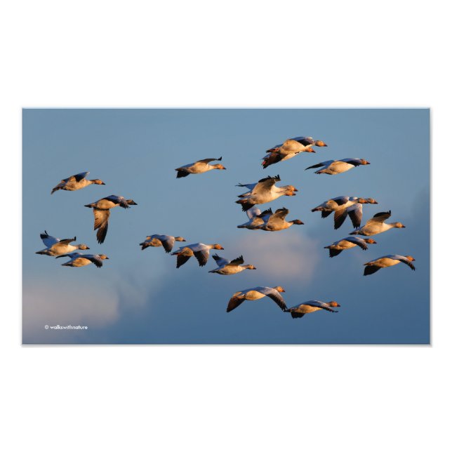 Five Goosestepping Canada Geese Photo Print (Front)