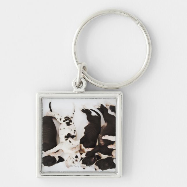 Five Harlequin Great Dane puppies sleeping Key Ring (Front)