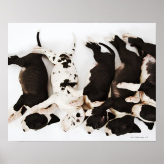 Five Harlequin Great Dane puppies sleeping Poster