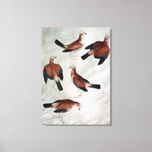 Five Jays, from the Vallardi Album Canvas Print