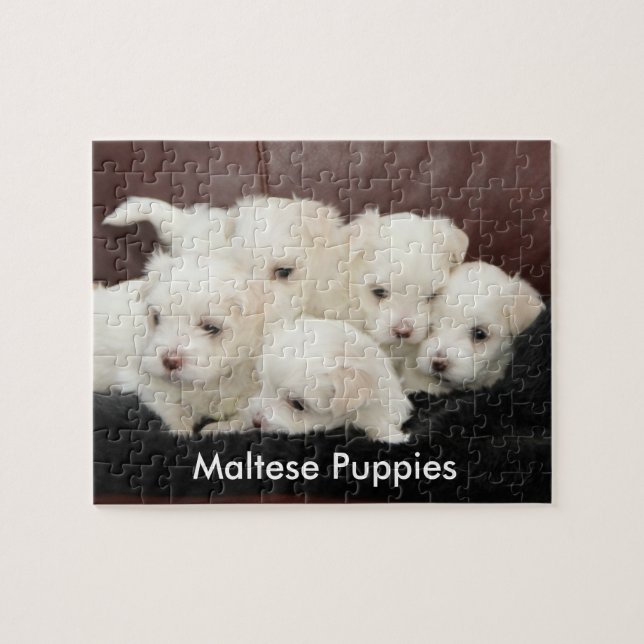 Five Maltese Puppies on a Puzzle (Horizontal)
