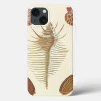 Five of a Kind Seashells