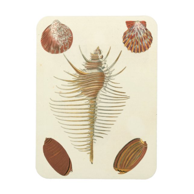 Five of a Kind Seashells Magnet (Vertical)