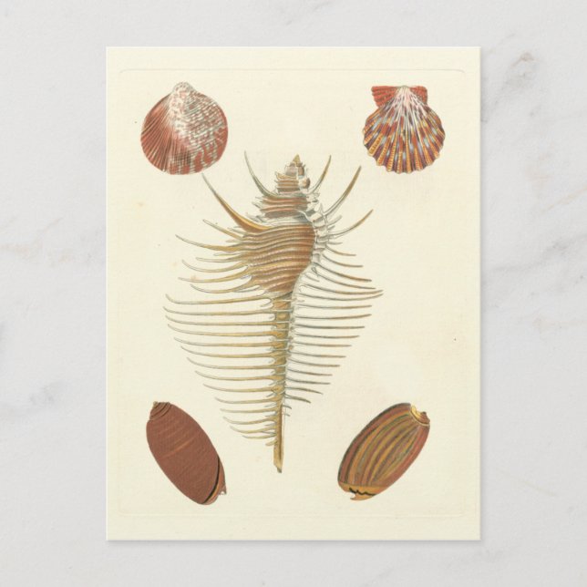 Five of a Kind Seashells Postcard (Front)