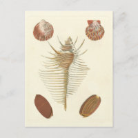 Five of a Kind Seashells