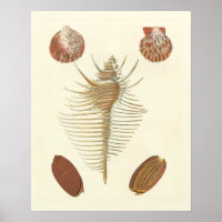 Five of a Kind Seashells