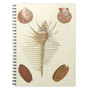 Five of a Kind Seashells Spiral Notebook