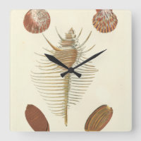 Five of a Kind Seashells