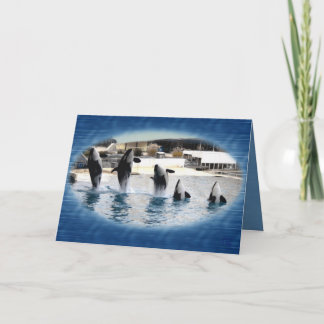Five !Orcas at Marineland (france ) Card
