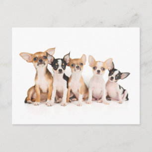 Five puppies postcard