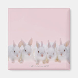 Five Rabbits 2 Magnet