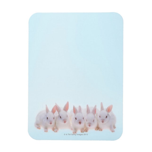 Five Rabbits Magnet (Vertical)