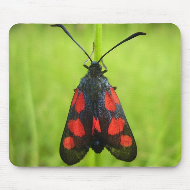 Five-Spot Burnet Moth Mouse Mat (Front)