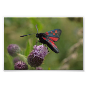 Five-spot Burnet Moth Photo Print