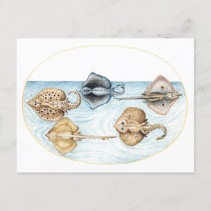 Five Stingrays Vintage Illustration Postcard