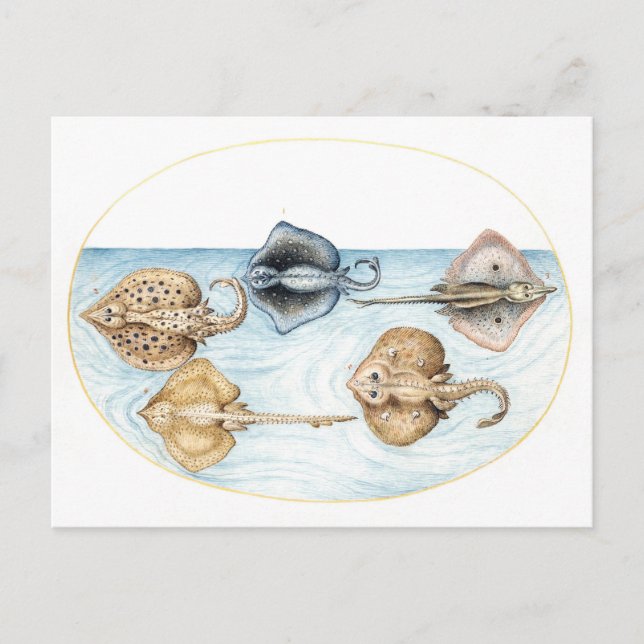 Five Stingrays Vintage Illustration Postcard (Front)