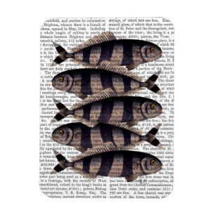 Five Striped Fish Magnet