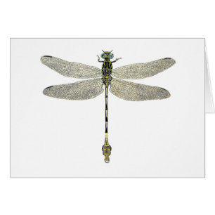 Five-Striped Leaftail Dragonfly
