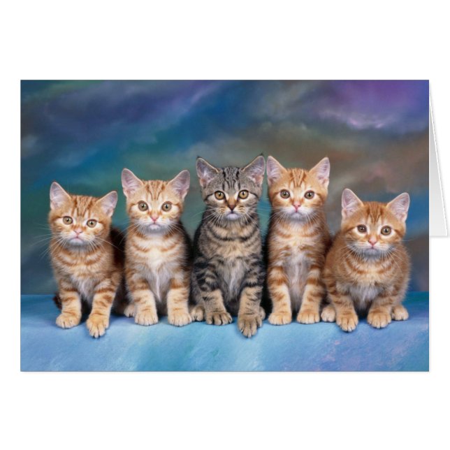 Five Tabby Kittens Blank Card (Front Horizontal)