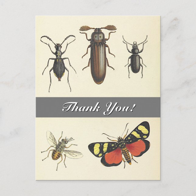 Five Vintage Look Insects "Thank You!" Postcard (Front)