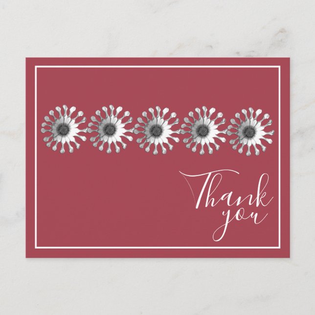 Five White Daisies Red Background Thank You Postcard (Front)