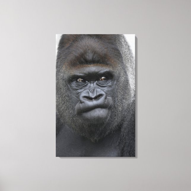 Flachland Gorilla Canvas Print (Front)