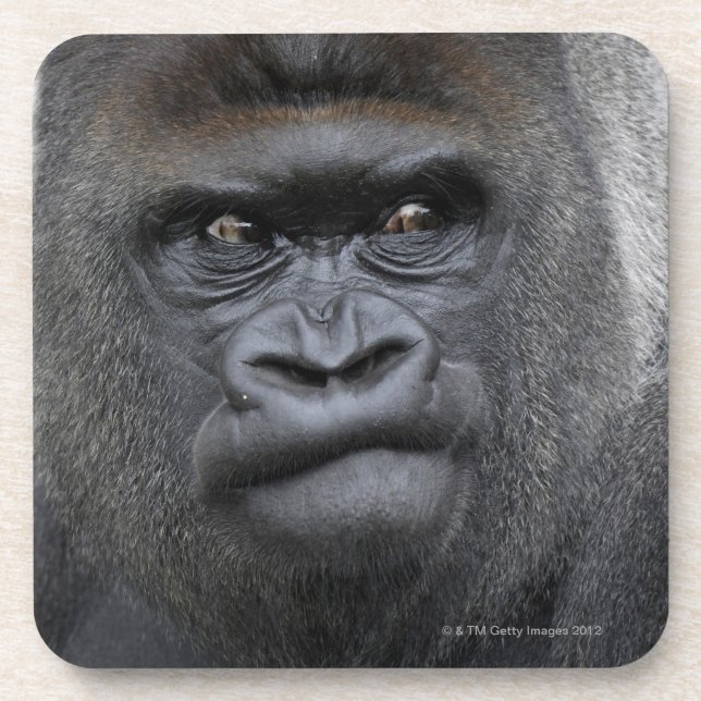 Flachlandgorilla, Gorilla Coaster (Front)